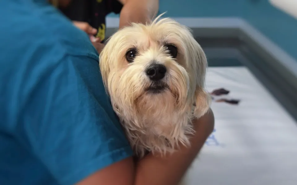 Clínicas veterinarias — Vetter